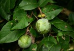 Oncoba spinosa