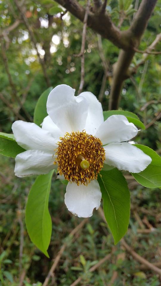 Oncoba spinosa