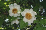 Oncoba spinosa