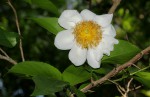 Oncoba spinosa