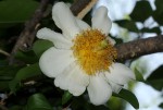 Oncoba spinosa