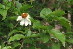 Oncoba spinosa