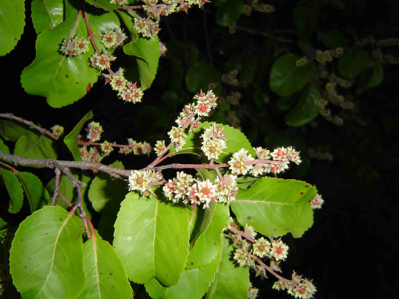 Homalium abdessammadii