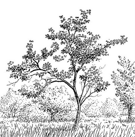 Flacourtia indica