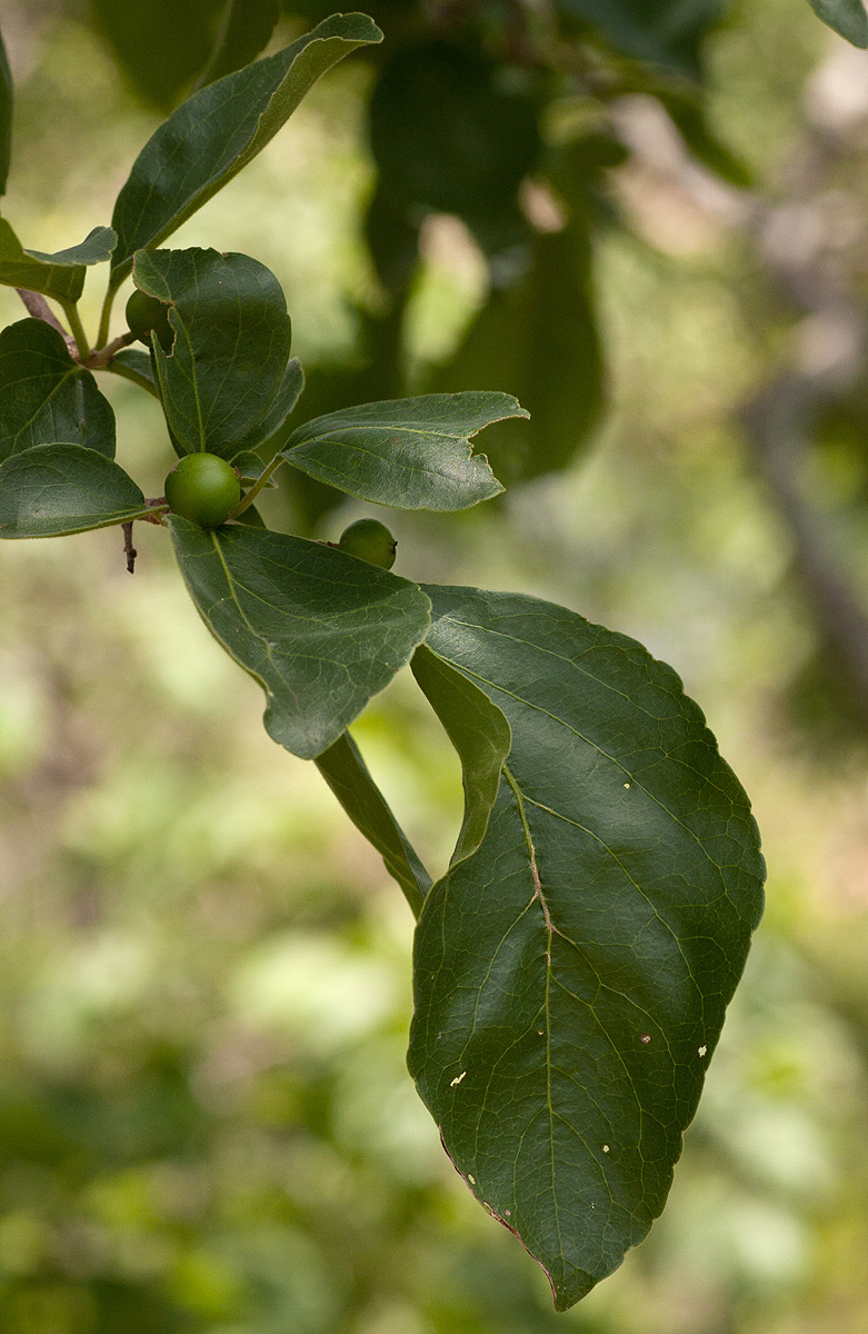 Flacourtia indica