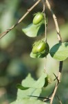 Dovyalis macrocalyx