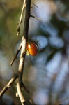 Dovyalis macrocalyx