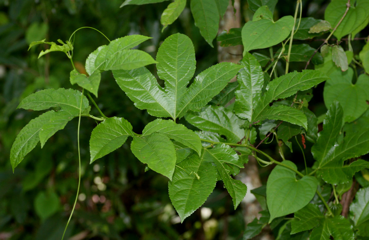 Passiflora edulis Passiflora edulis