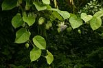 Passiflora ligularis