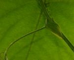 Passiflora ligularis