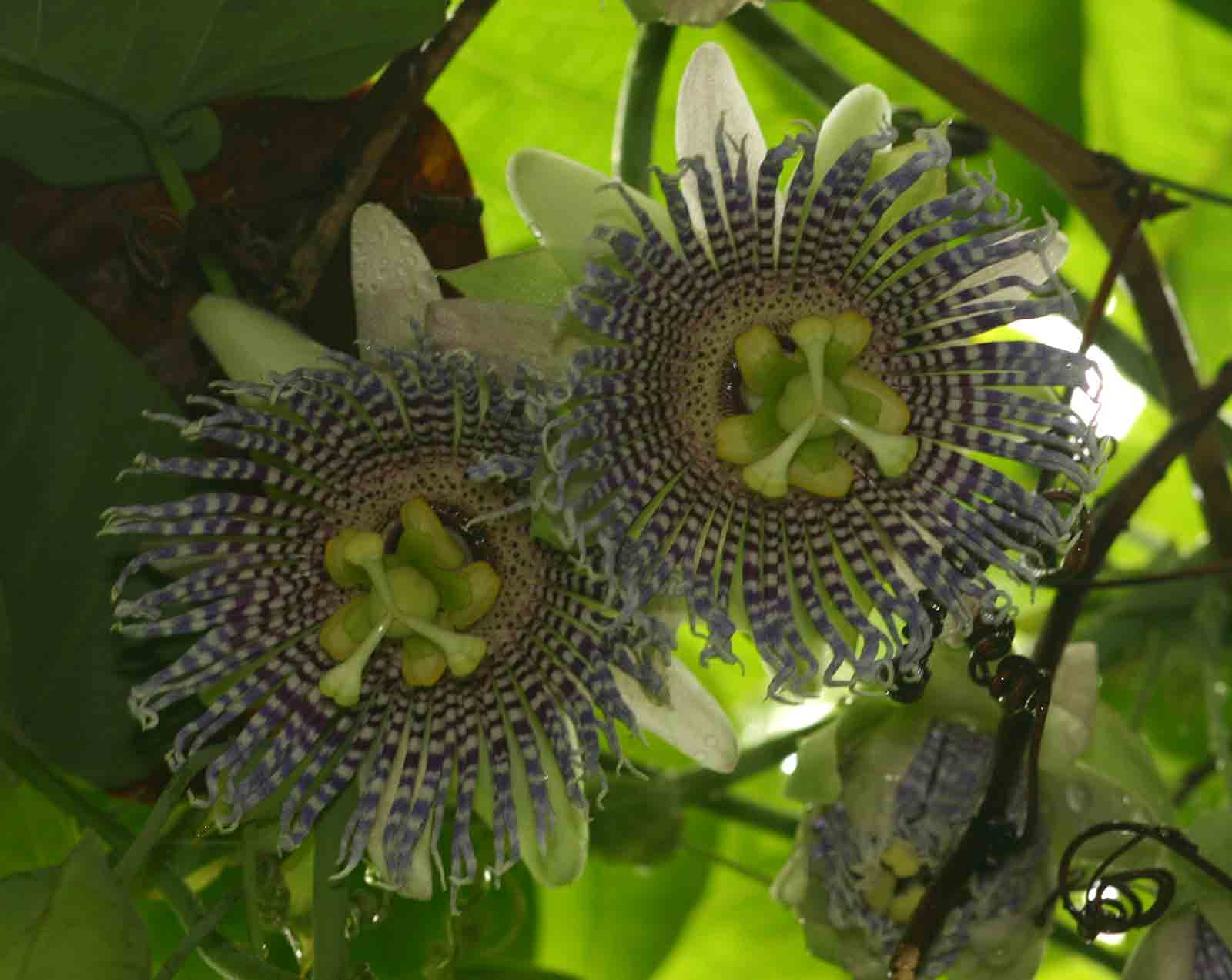 Passiflora ligularis