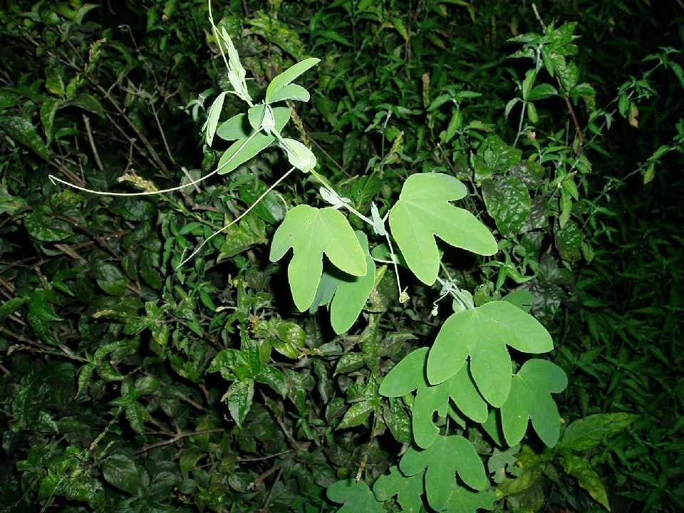 Passiflora subpeltata