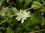Passiflora subpeltata