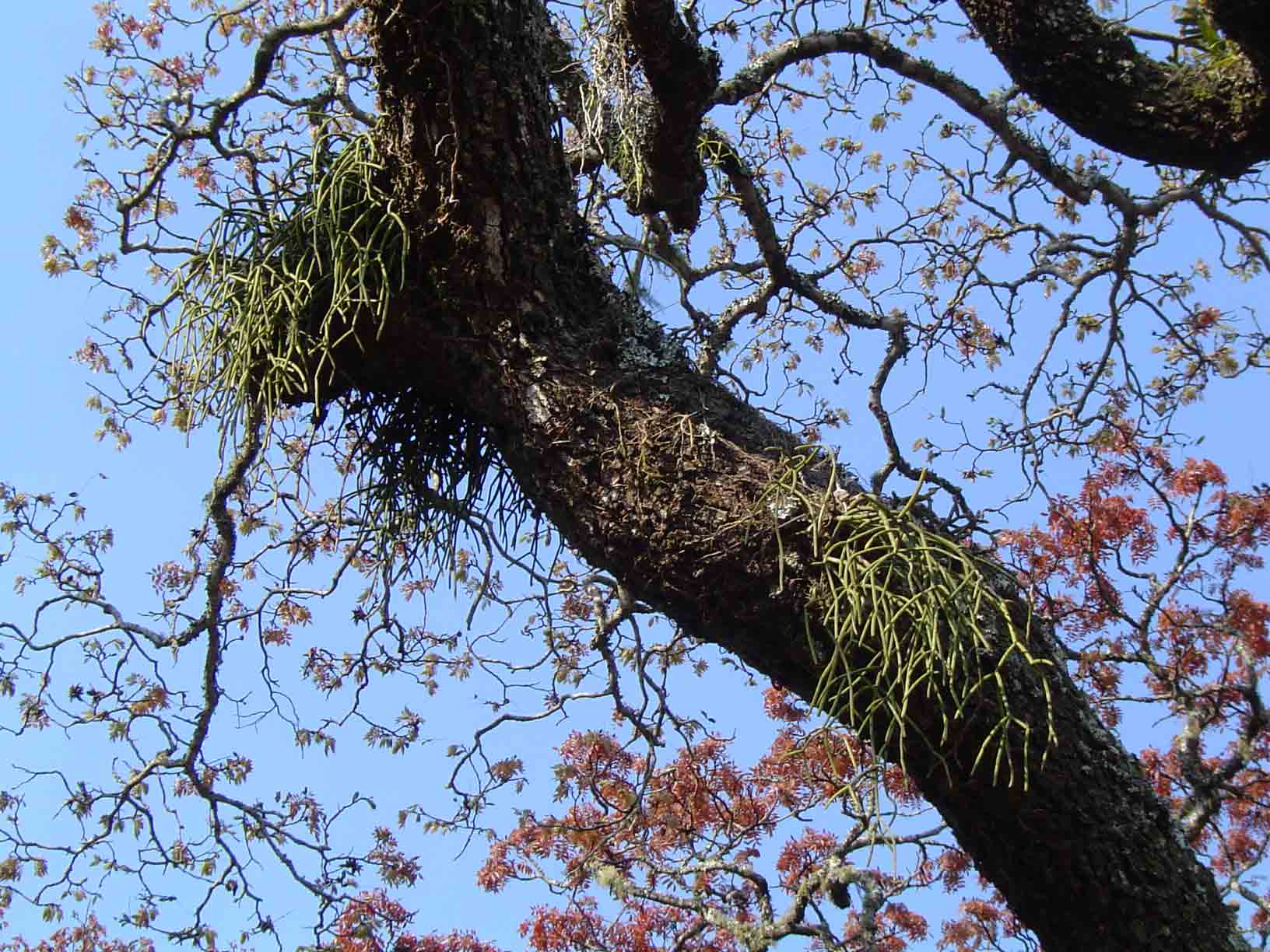 Rhipsalis baccifera