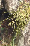 Rhipsalis baccifera