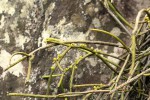 Rhipsalis baccifera