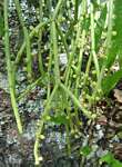 Rhipsalis baccifera
