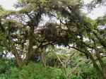 Rhipsalis baccifera