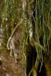 Rhipsalis baccifera