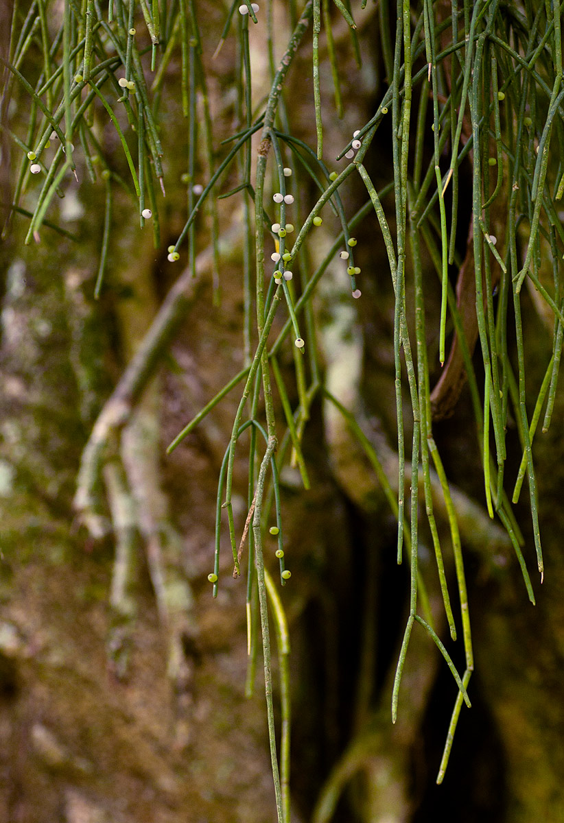 Rhipsalis baccifera