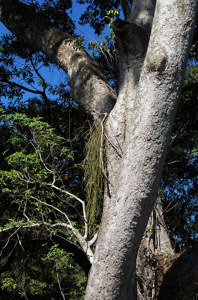 Rhipsalis baccifera
