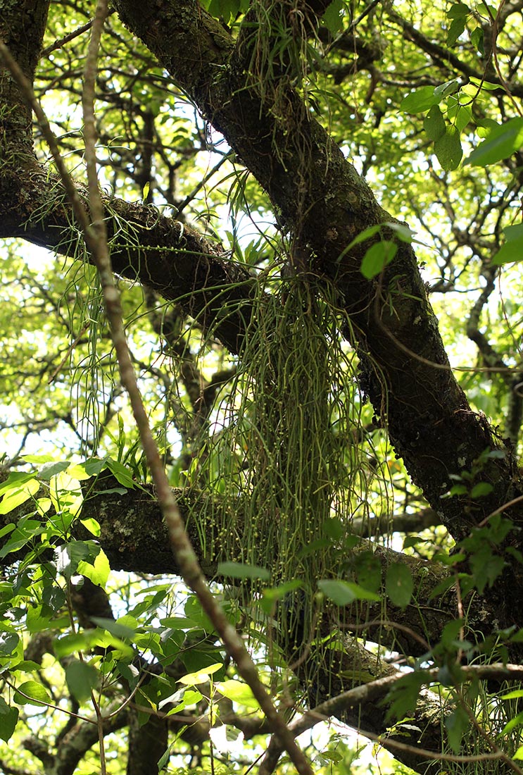 Rhipsalis baccifera