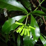 Peddiea africana