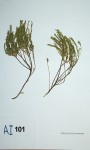Gnidia fastigiata