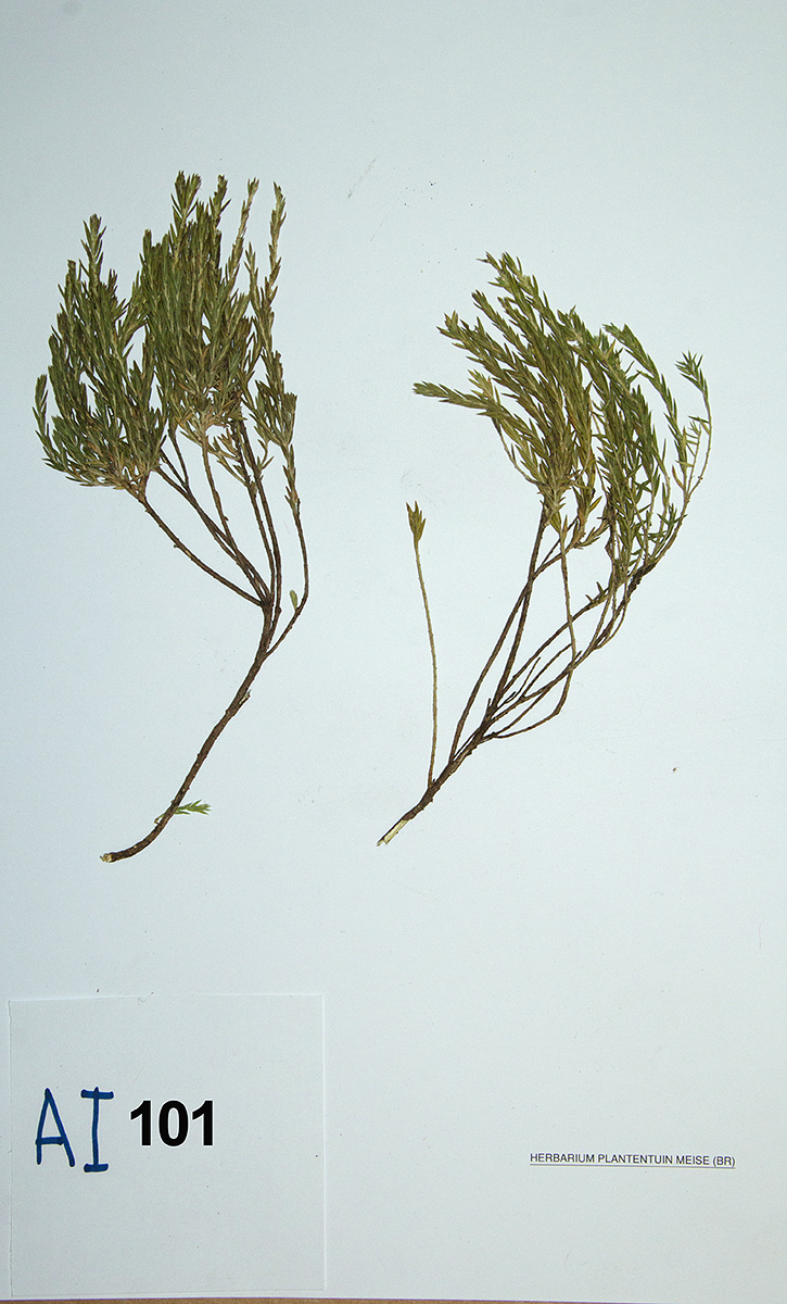 Gnidia fastigiata