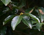 Cassipourea gummiflua
