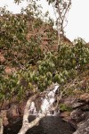 Cassipourea malosana