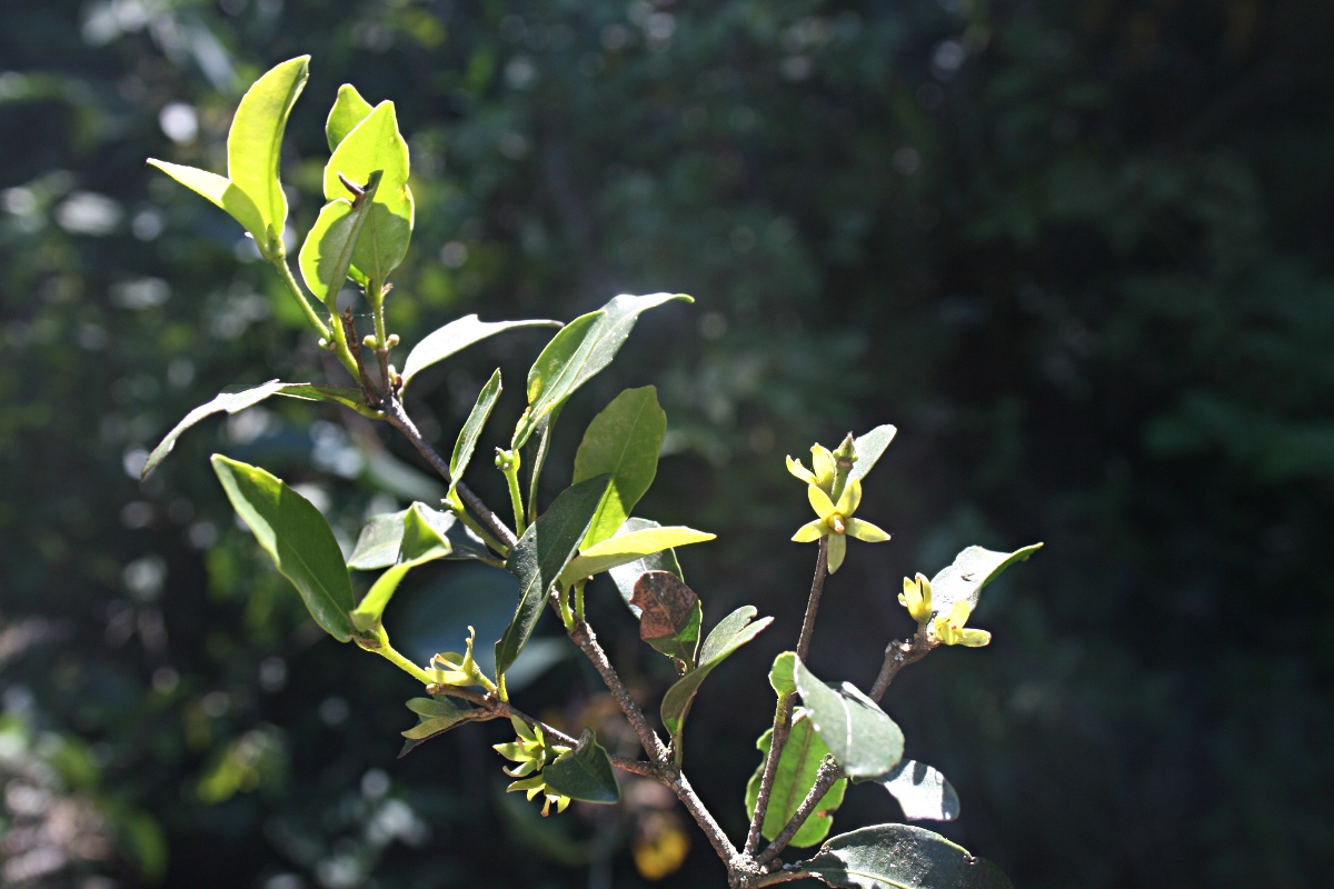 Cassipourea malosana