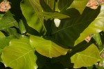Combretum adenogonium