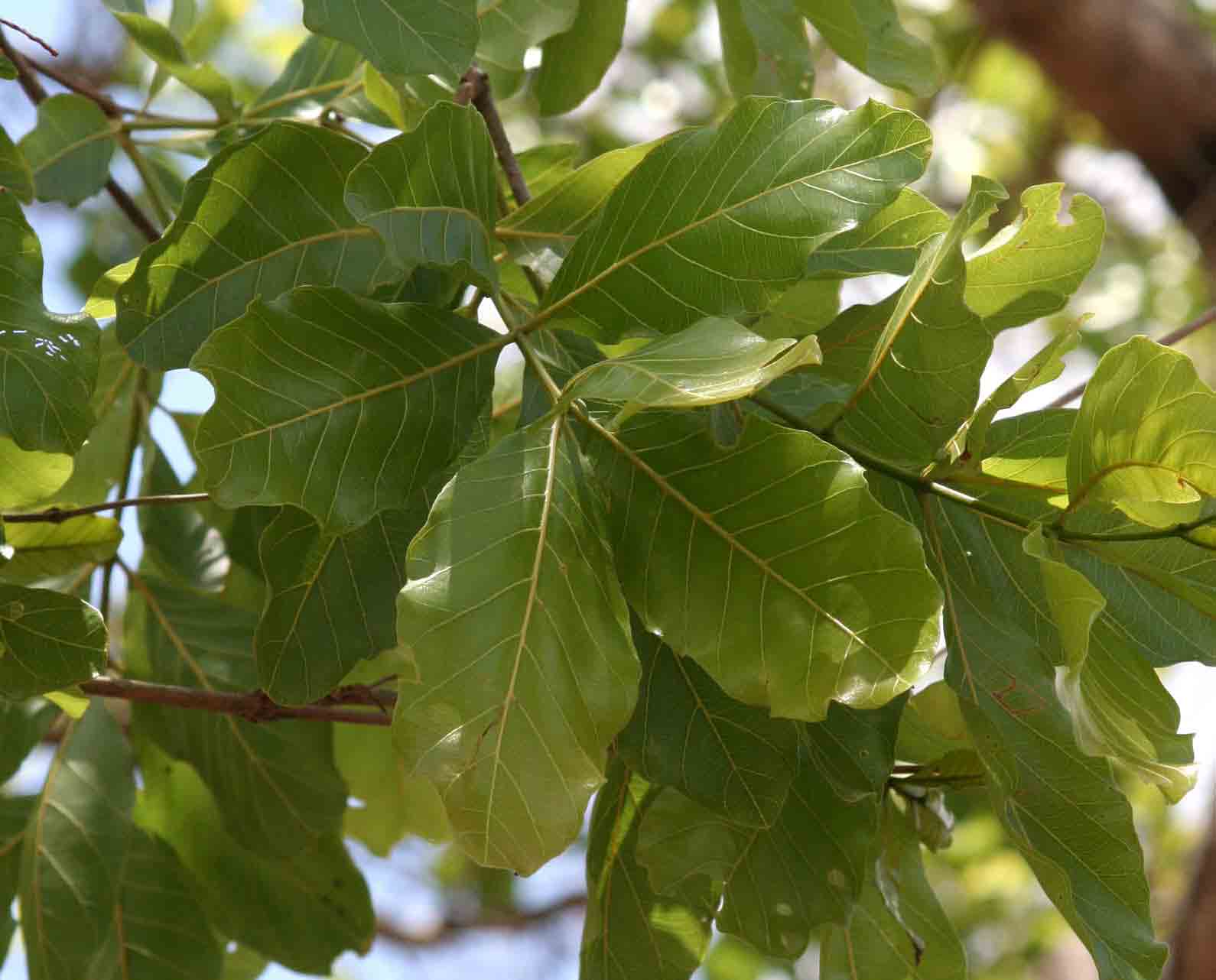 Combretum adenogonium