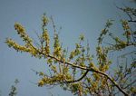 Combretum adenogonium