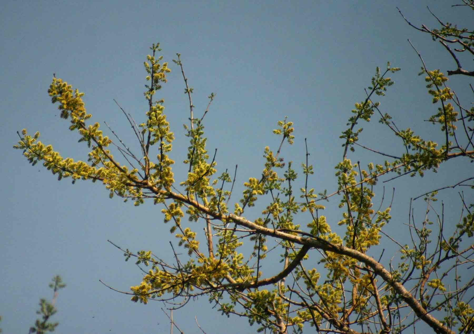 Combretum adenogonium