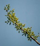 Combretum adenogonium