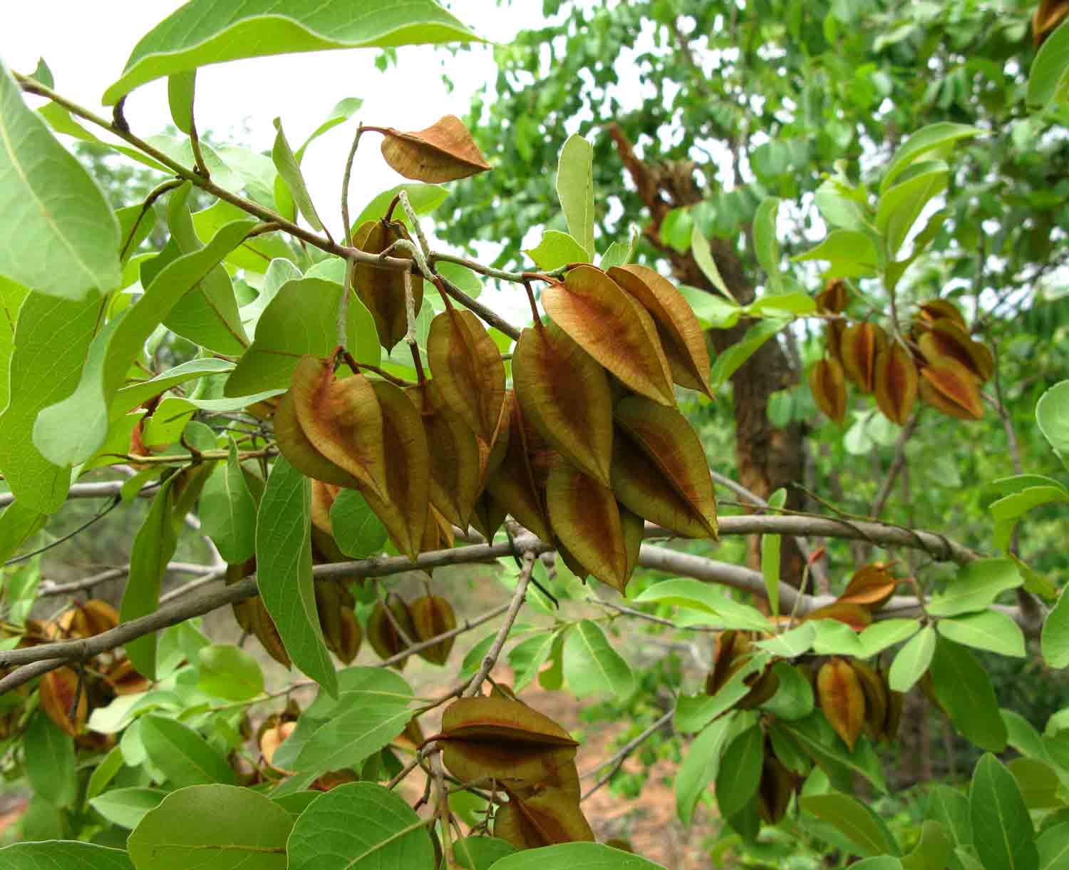 Combretum collinum