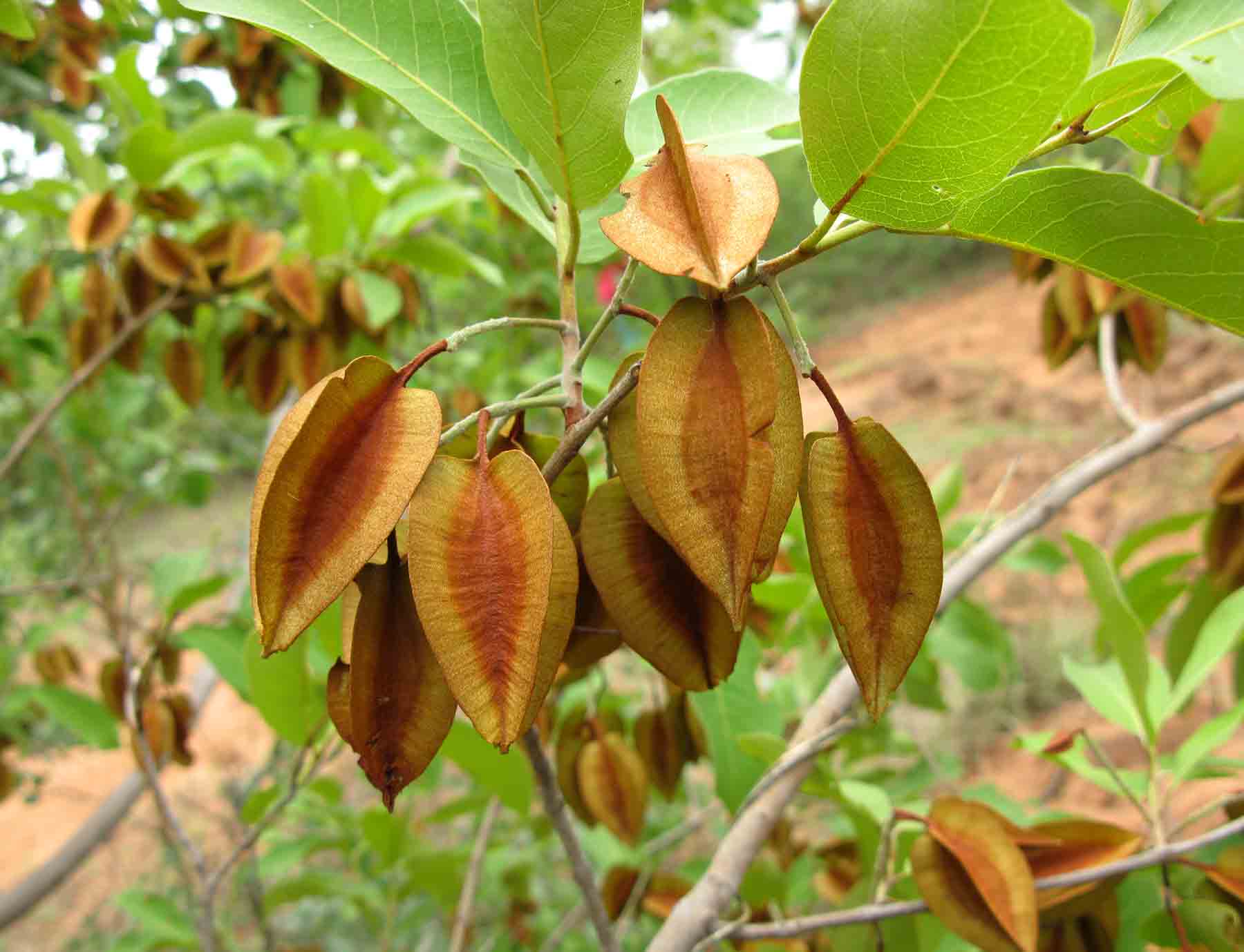 Combretum collinum