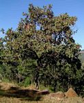 Combretum molle