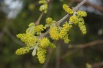 Combretum molle