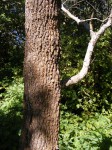 Combretum molle