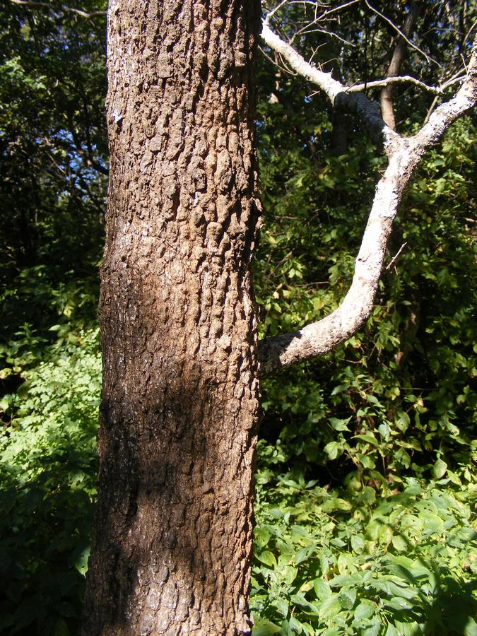 Combretum molle