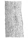 Combretum molle