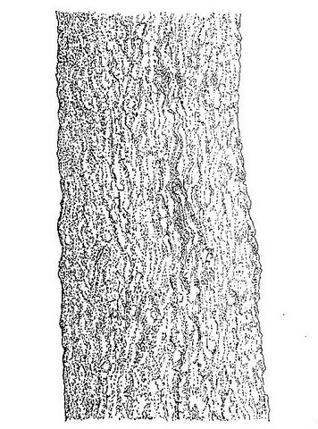 Combretum molle