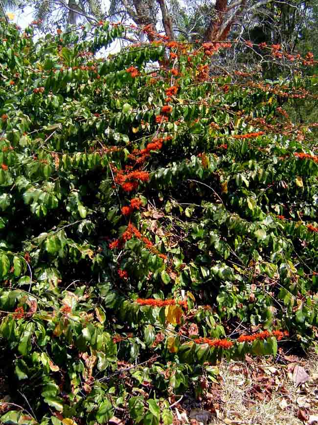 Combretum paniculatum