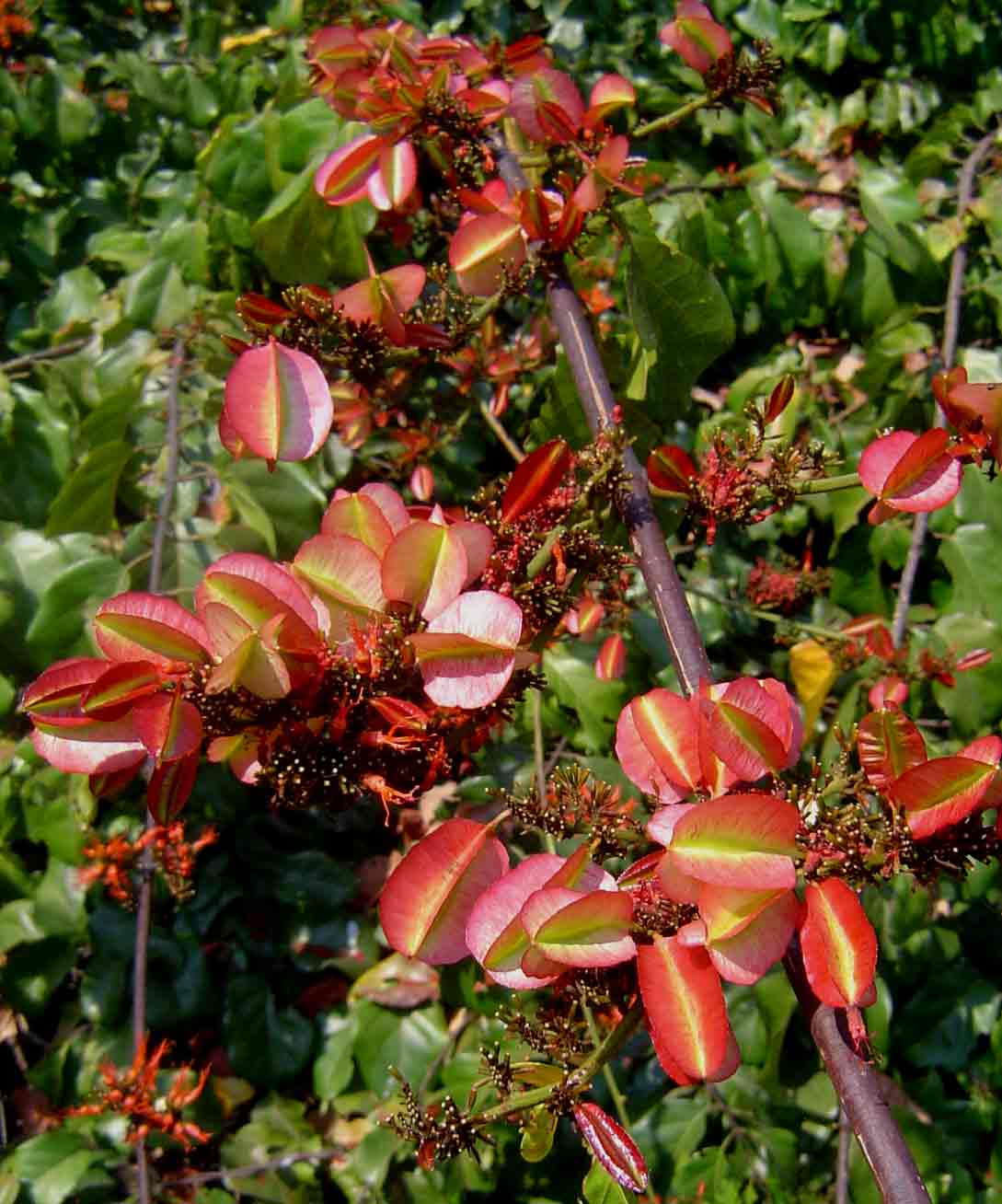 Combretum paniculatum