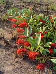 Combretum platypetalum subsp. oatesii