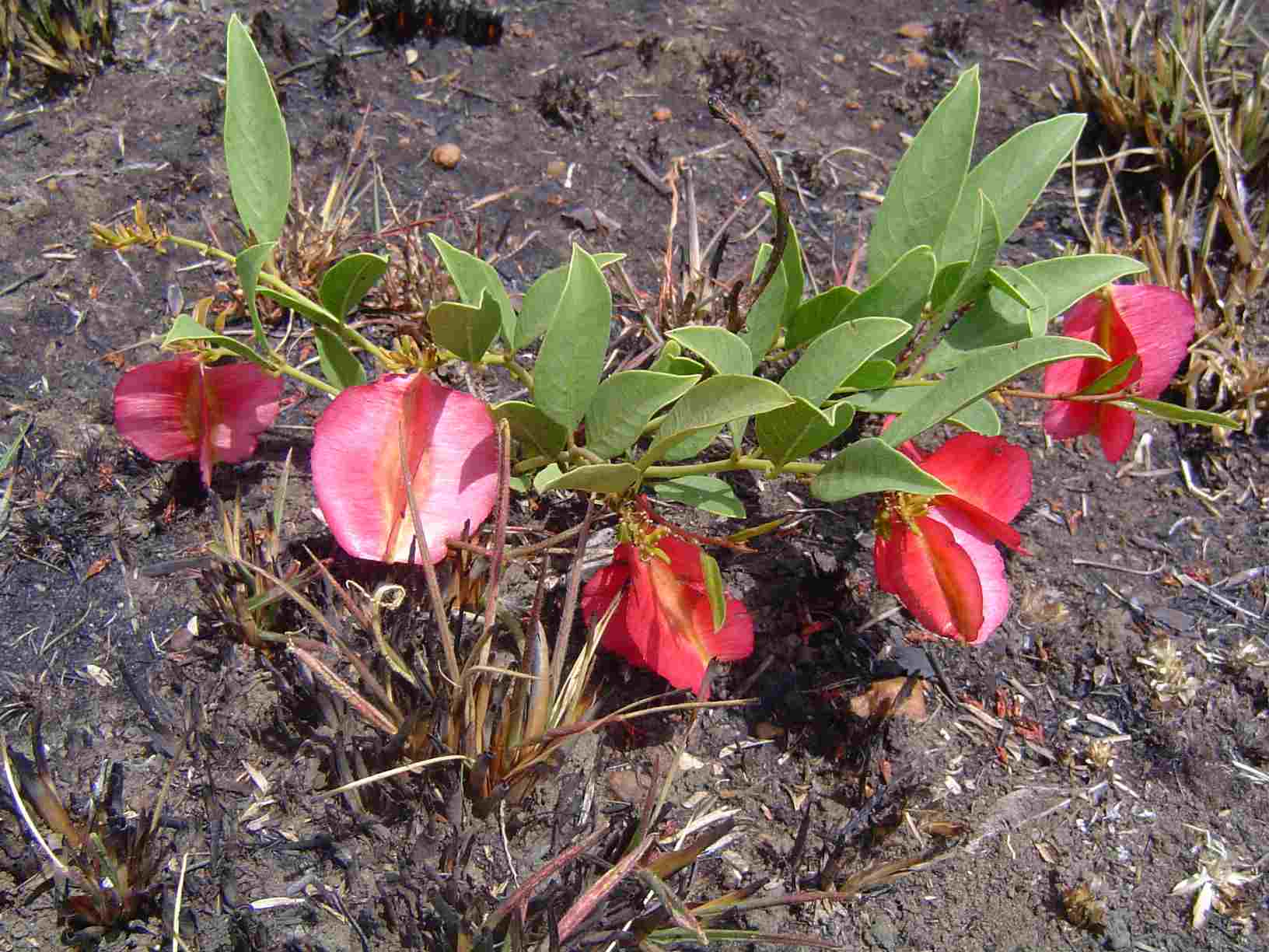 Combretum platypetalum subsp. oatesii Combretum platypetalum subsp. oatesii