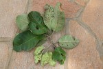 Terminalia mollis